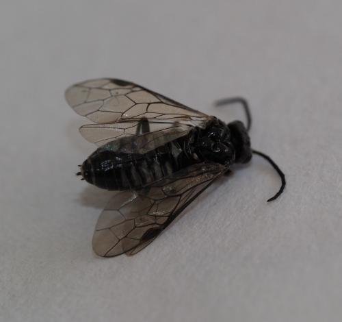 Empria sp.