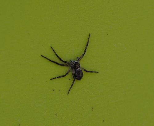Philodromus sp.