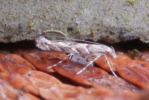 Réf. 225 636 : Acrocercops brongniardella