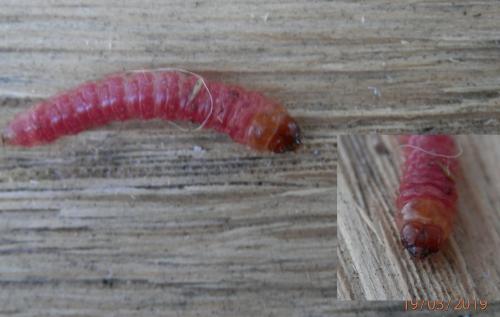 Réf. 225 791 : Cossus cossus
