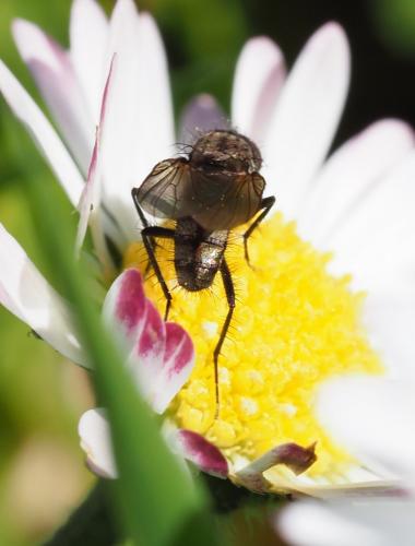 Anthomyiinae