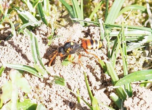 Nomada sp.