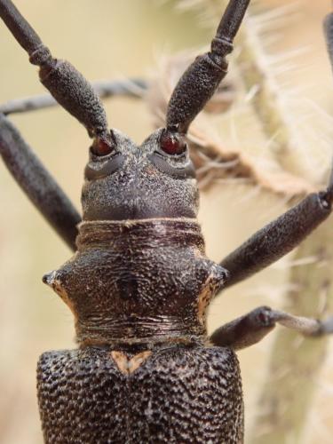 Réf. 225 614 : Monochamus galloprovincialis