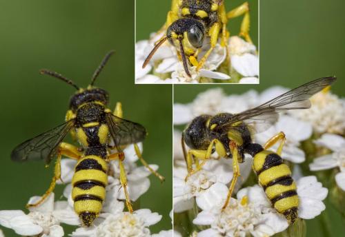 Cerceris sabulosa