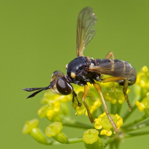 Réf. 225 510 : Abrachyglossum capitatum