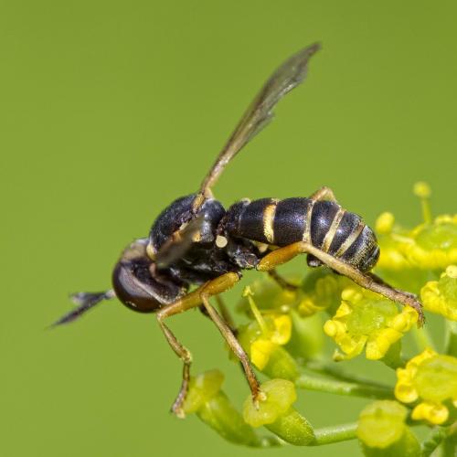 Réf. 225 511 : Abrachyglossum capitatum