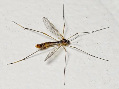 Ptychoptera albimana