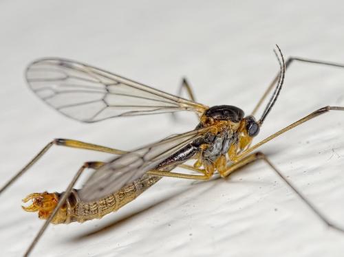 Ptychoptera albimana
