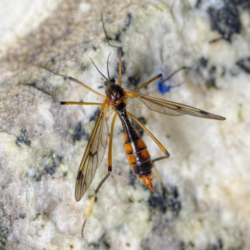 Ptychoptera albimana