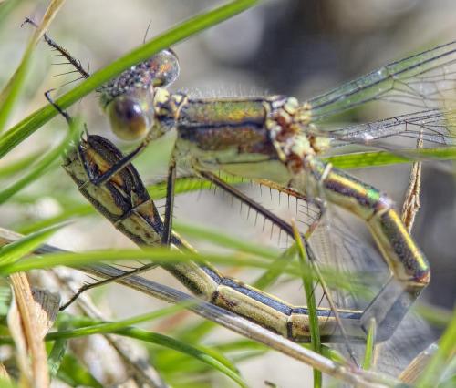 Lestes dryas