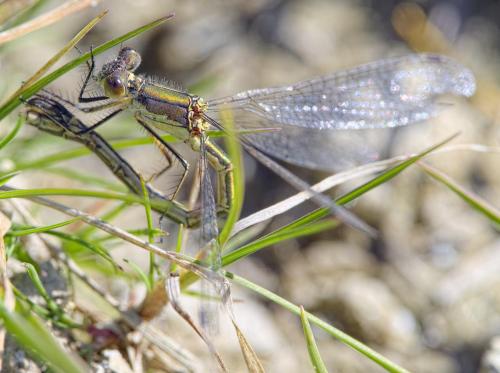 Lestes dryas