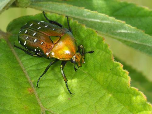Dymusia cyanea