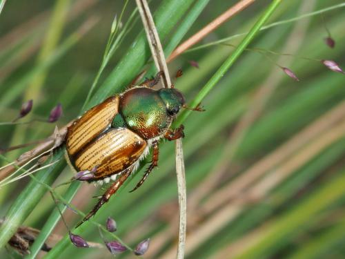 Réf. 225 909 : Gnatholabis suturalis