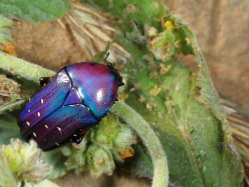 Dymusia cyanea