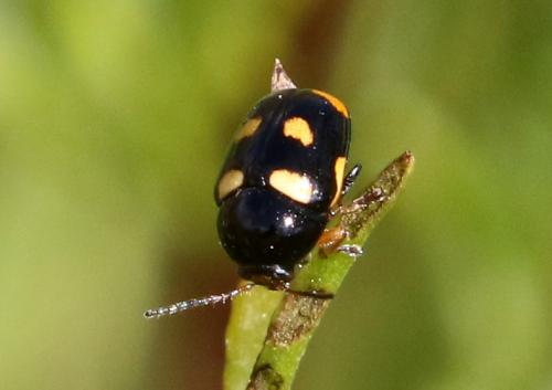 Réf. 225 289 : Cryptocephalus crassus