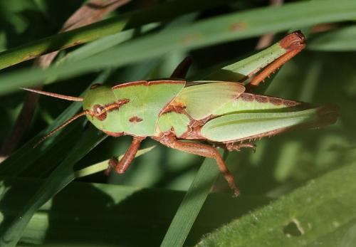 Réf. 225 528 : Locusta migratoria