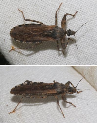 Oncocephalus squalidus