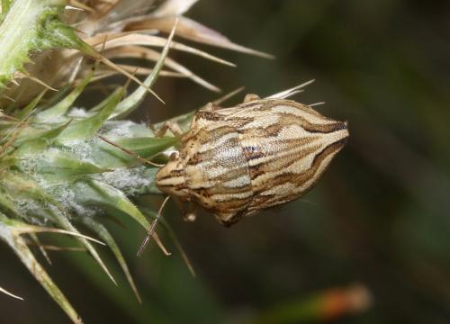 Réf. 225 254 : Odontotarsus robustus