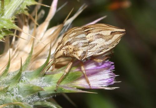 Réf. 225 253 : Odontotarsus robustus