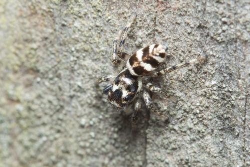 Réf. 225 696 : Salticus scenicus