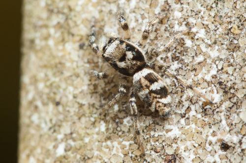 Réf. 225 697 : Salticus scenicus