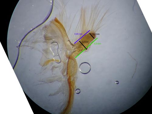 Réf. 225 163 : Conistra staudingeri