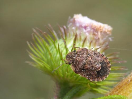 Réf. 225 207 : Sciocoris sp.