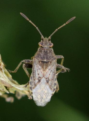 Réf. 225 552 : Stictopleurus punctatonervosus