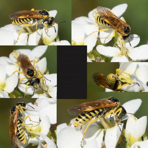 Réf. 225 277 : Elinora baetica dominiquei