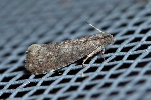Réf. 225 724 : Grapholita funebrana
