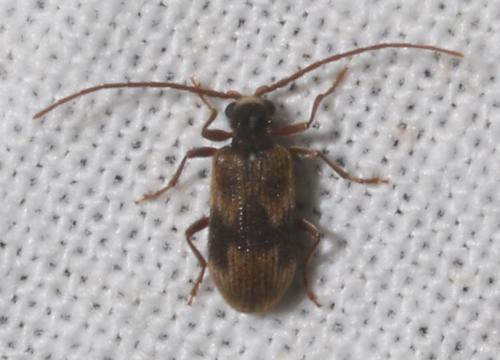 Ptinus italicus