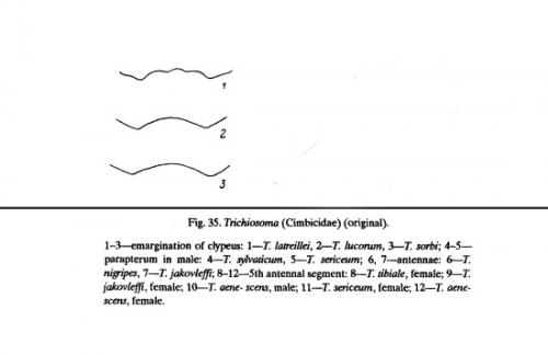 Trichiosoma divers