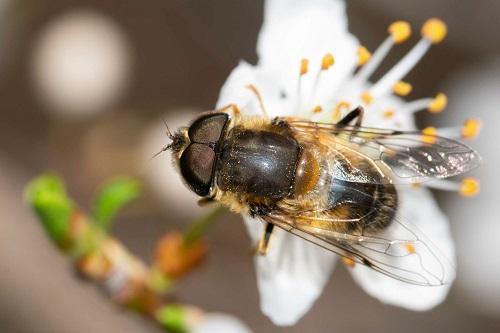 Réf. 225 188 : Eristalis pertinax