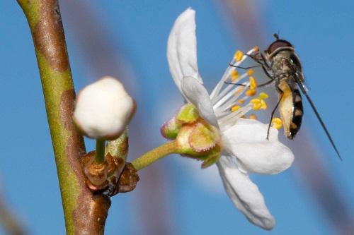 Meliscaeva auricollis