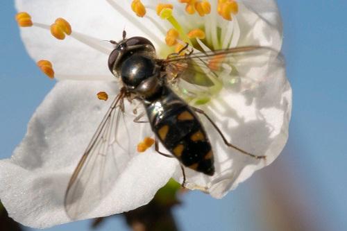 Réf. 225 125 : Meliscaeva auricollis