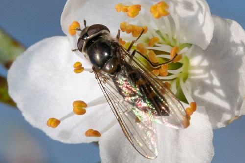 Meliscaeva auricollis