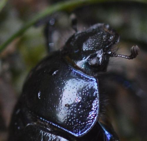 Anoplotrupes stercorosus