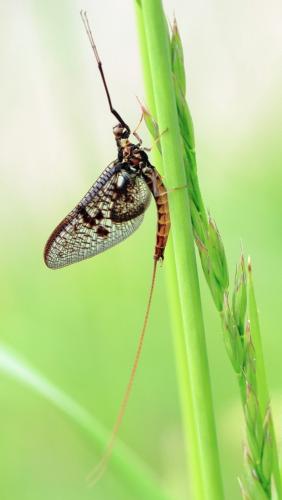 Réf. 225 102 : Ephemera vulgata