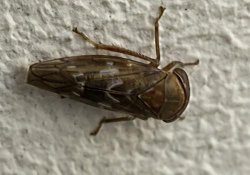 Tremulicerus tremulae