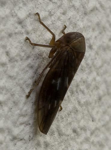 Tremulicerus tremulae