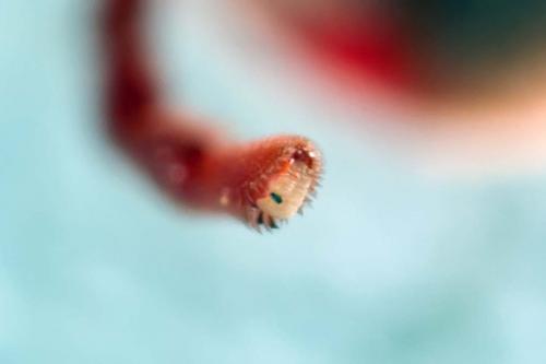 Allothrombium sp.