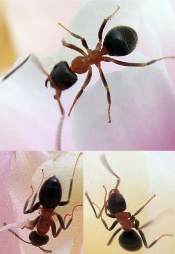 Lasius emarginatus
