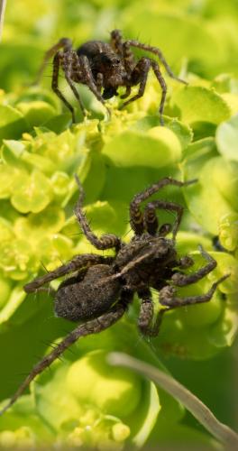 Pardosa sp.