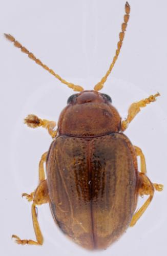 Réf. 225 682 : Lythraria salicariae