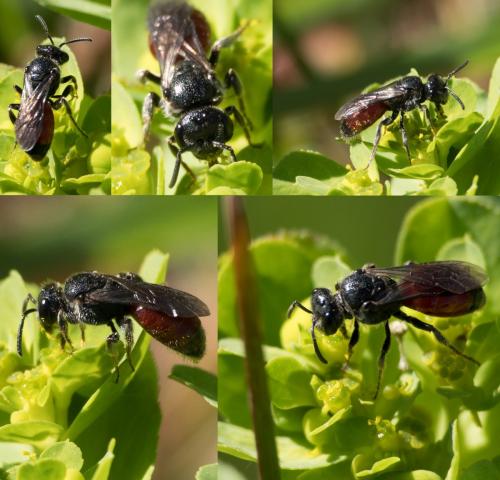 Sphecodes sp.