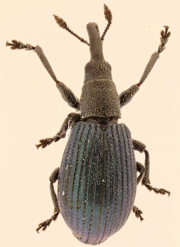 Réf. 225 485 : Perapion violaceum