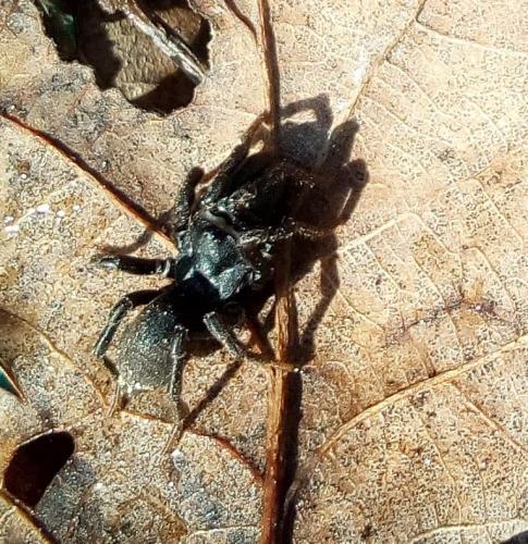 Atypus sp.