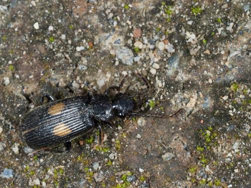 Macrocheilus sp.