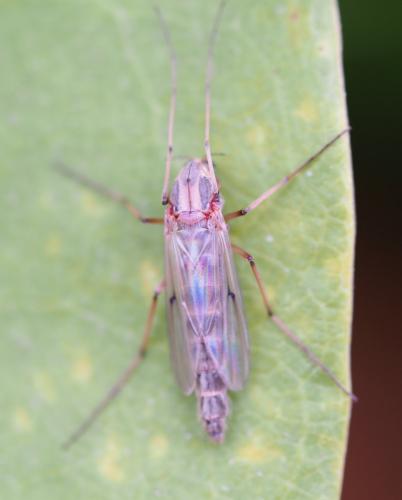 Réf. 225 691 : Chironomini inconnu