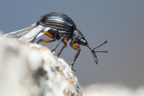 Réf. 225 924 : Protapion sp.